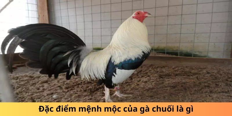 Đặc điểm mệnh mộc của gà chuối là gì